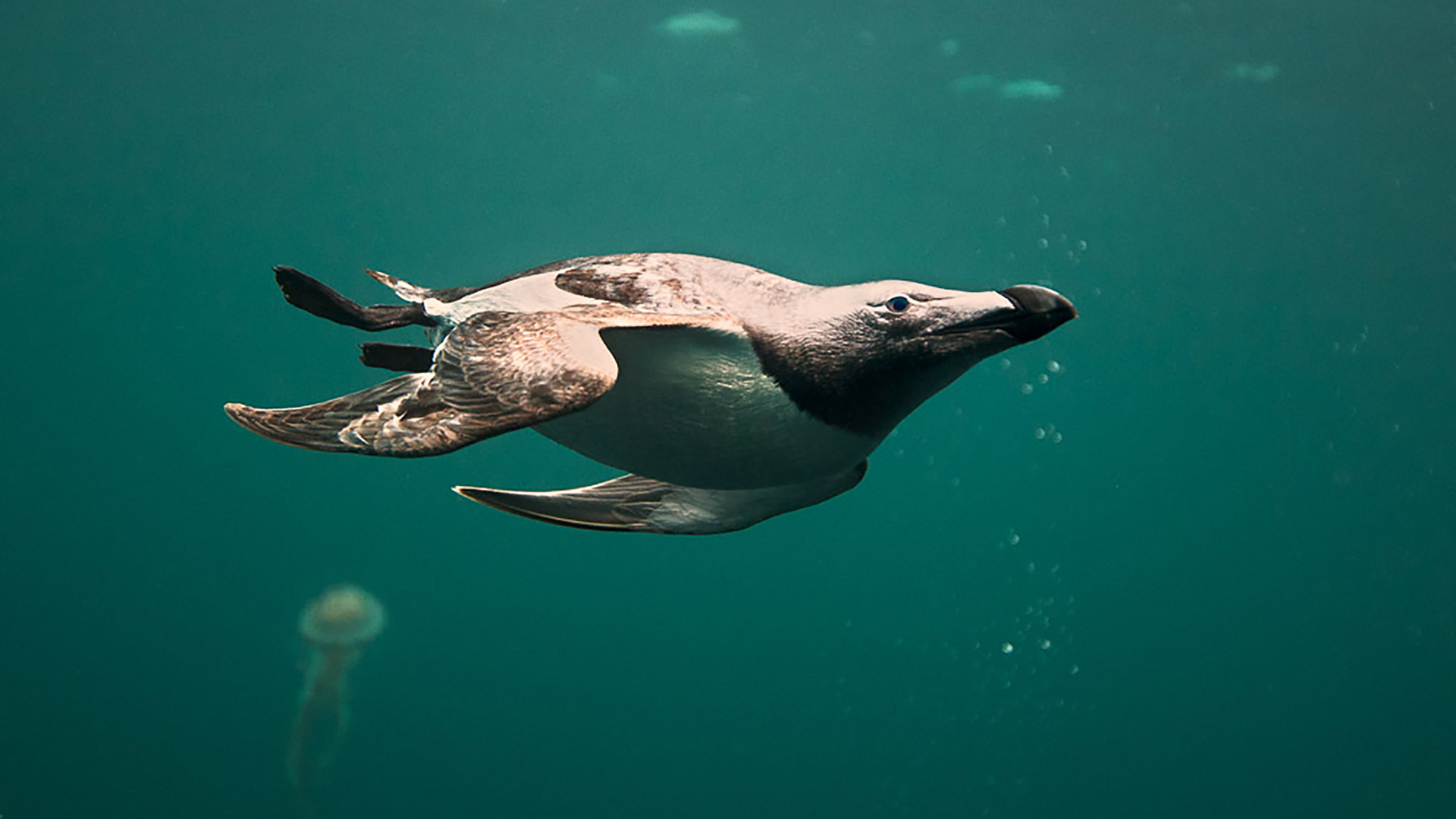 Razorbill diving
